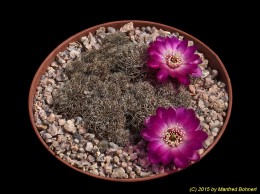 Sulcorebutia tarabucoensis EH6241 2123